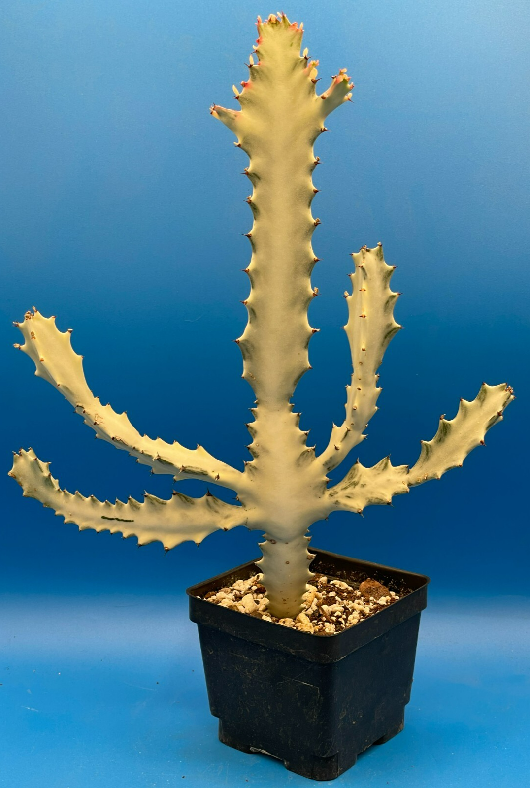 White Ghost Cactus Euphorbia Lactea 4.5" Super Healthy! The Four Armed Freak !-)