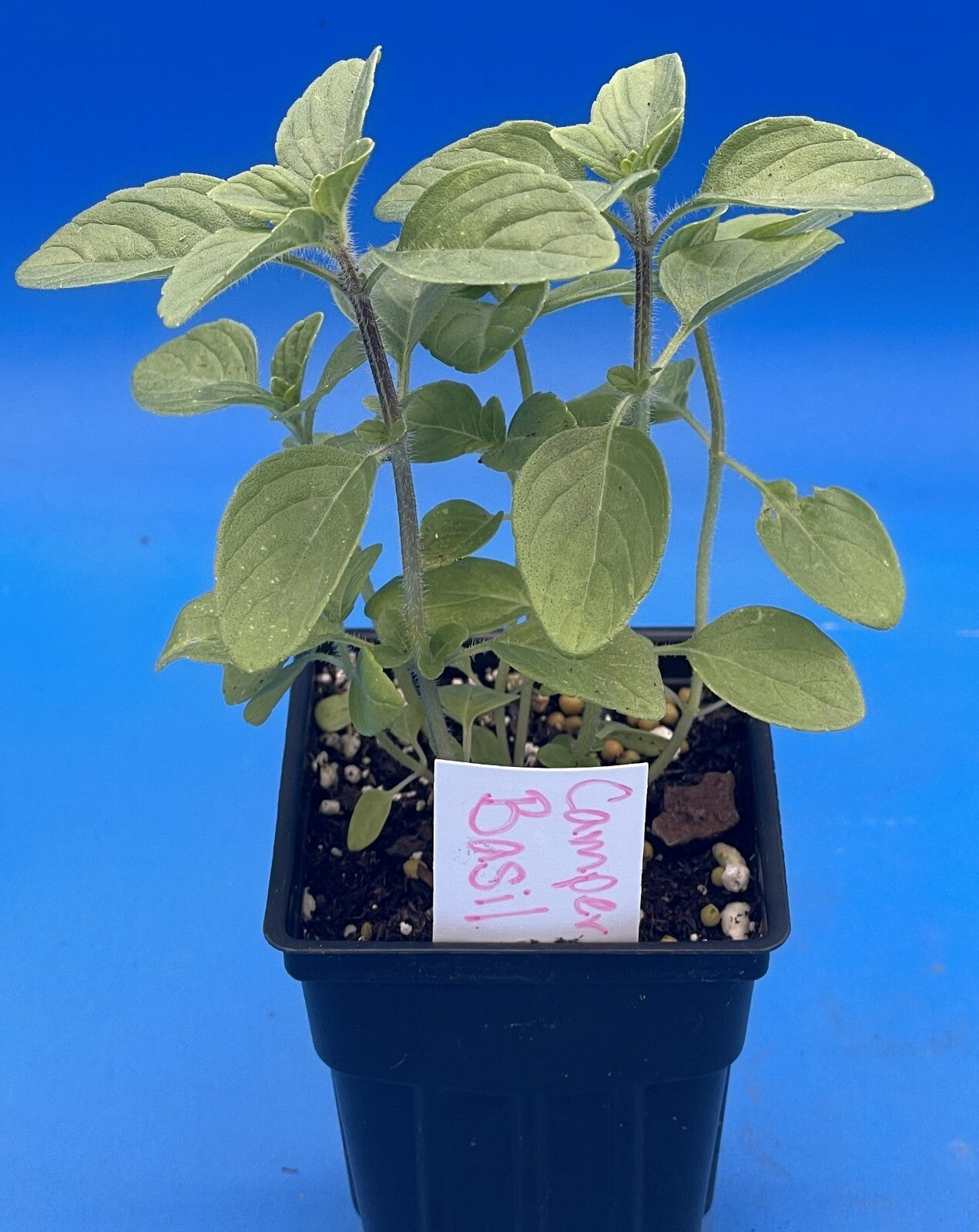 Camphor Basil Live Plant 3" Starter Pot - RARE! - Ocimum Kilimandscharicum