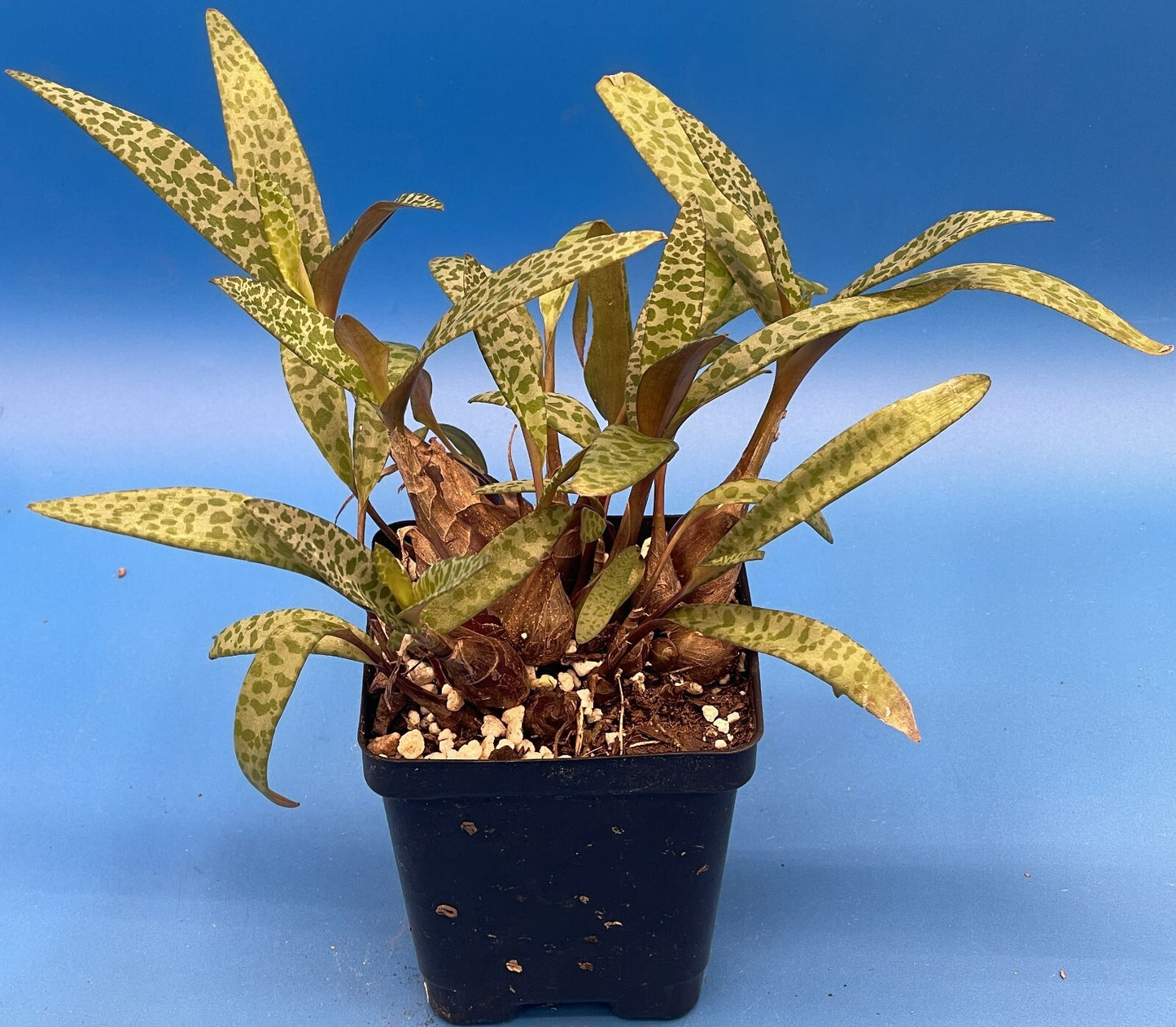 Silver Squill- Ledebouria socialis - Live Plant! Ships in 3.5 Inch Pot Shown!
