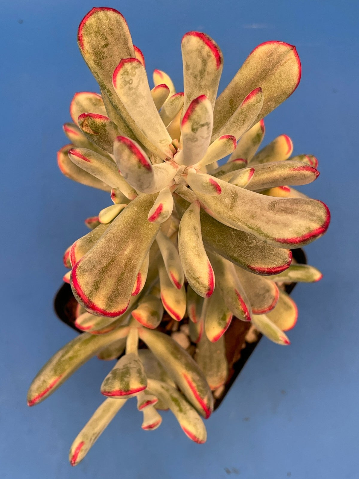 Cotyledon Orbiculata Flanaganii f. variegata! EXACT PLANT! Rare! 3.5" Pot (1)