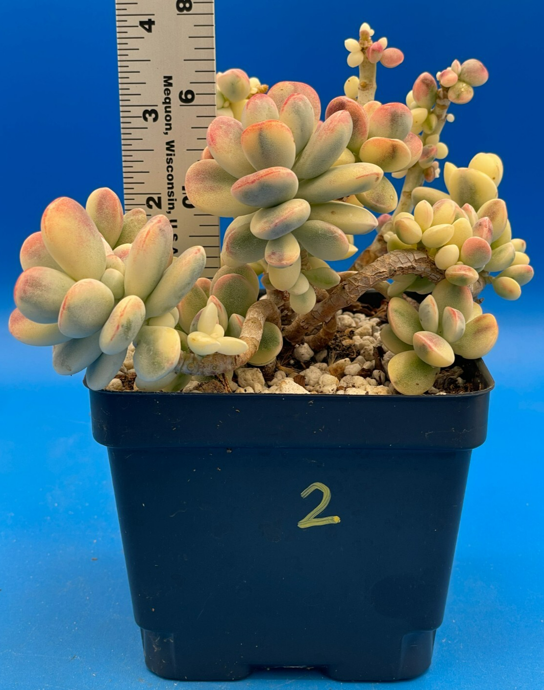 Cotyledon Orbiculata Var Oophylla f. Variegata! EXACT PLANT! Rare! 4.5" Pot (2)