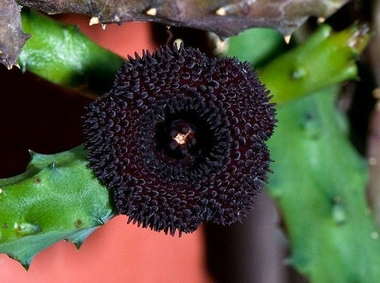 Huernia pendurata ROOTED And Growing In 3.5" Pot - Much Bigger Than A Cutting!