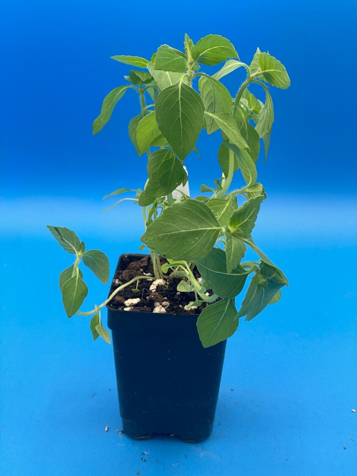 Temperate Tulsi Starter Plant - Kapoor Tulsi - Ocimum Sp - Awesome Fruity Aroma!
