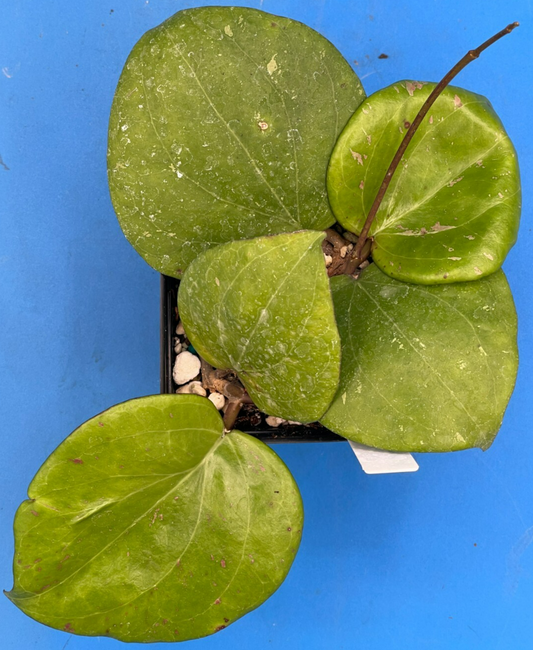 Hoya Balaensis Fully Rooted Rare Hoyas - XL Super Healthy! Grown In 3.5" pot (2)