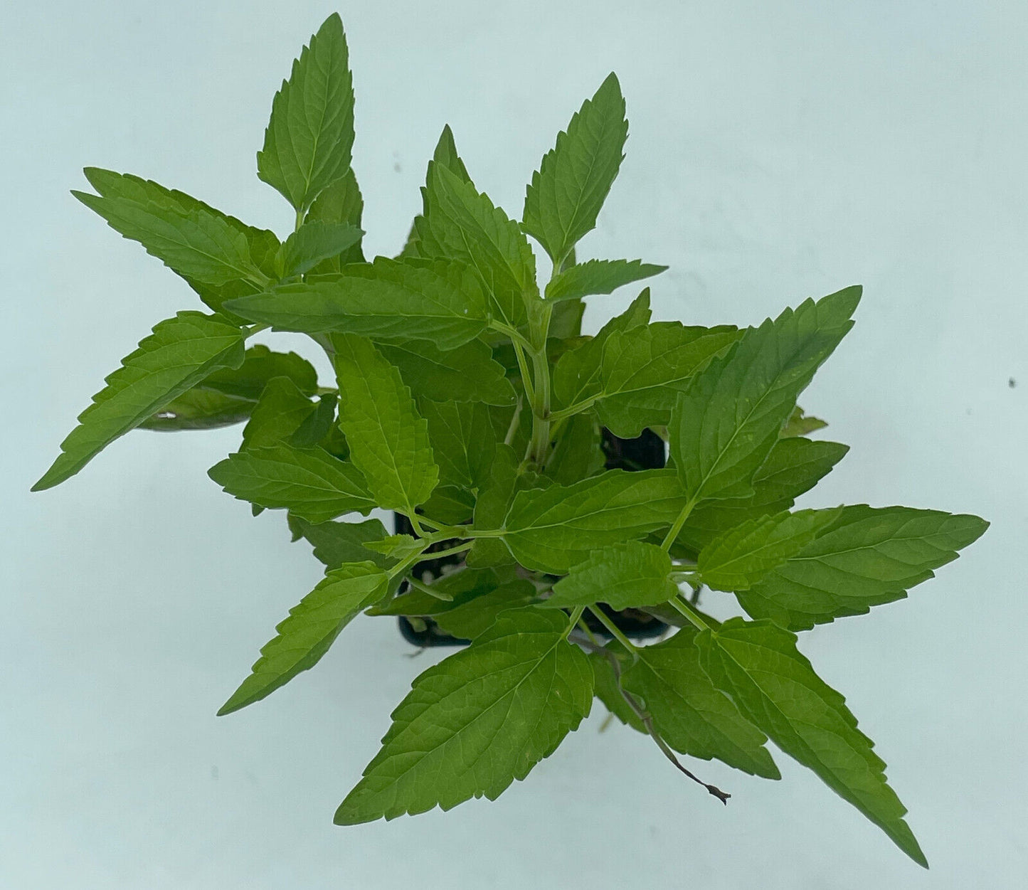 Mad Dog Skullcap Live Plant 3" Starter Pot - Scutellaria lateriflora