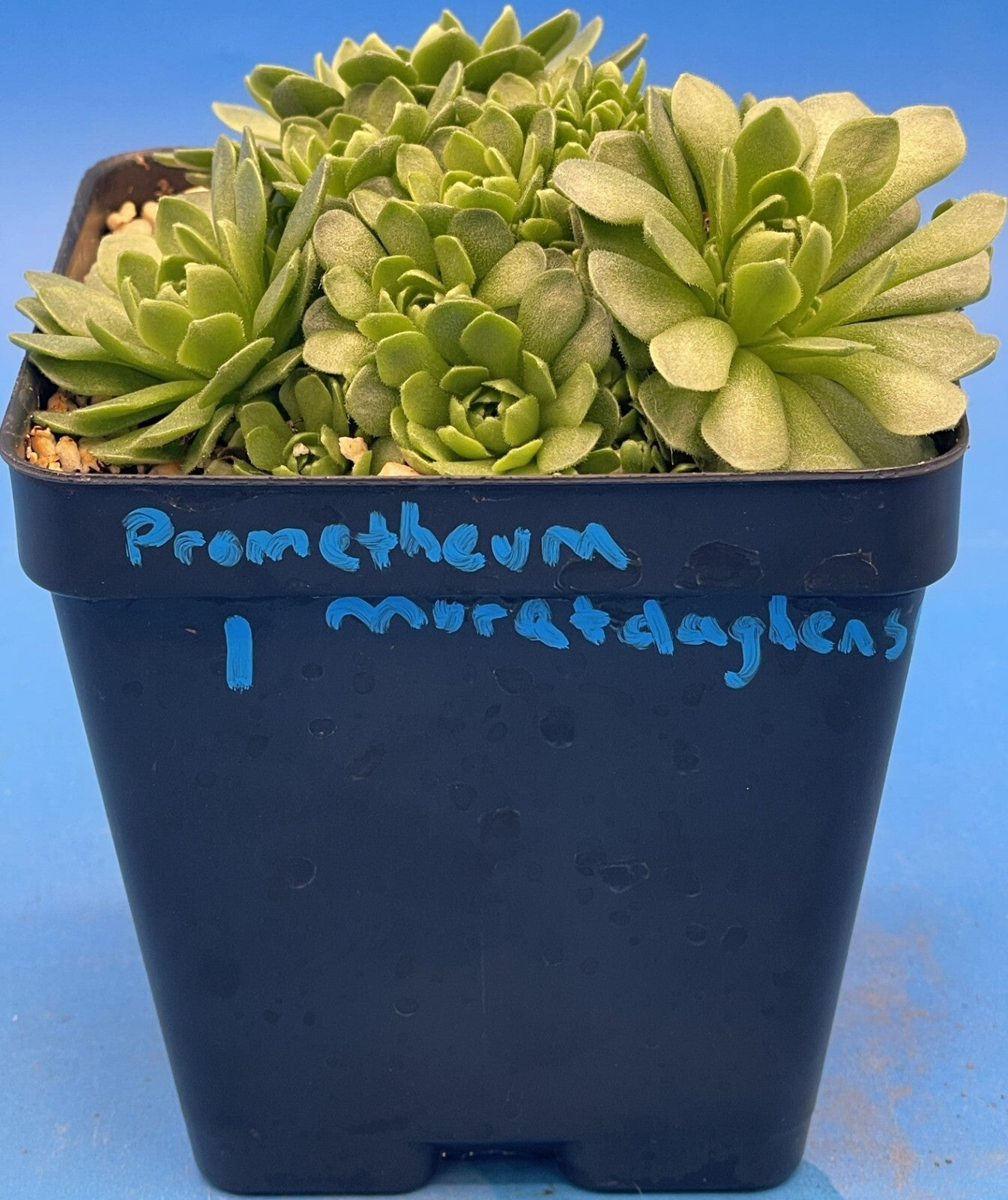 Turkish Stonecrop - RARE - Prometheum Muratdaghense - Ships in 3.5” pot (1)