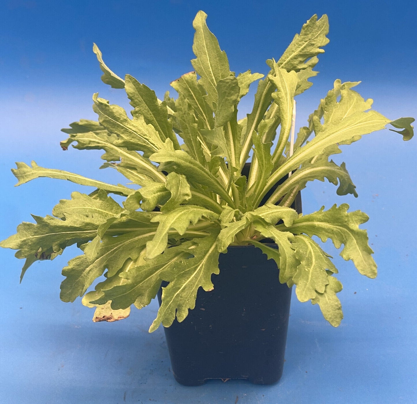 Pineapple Flowers Live Plant 3" Starter Pot - Helenium Aromaticum