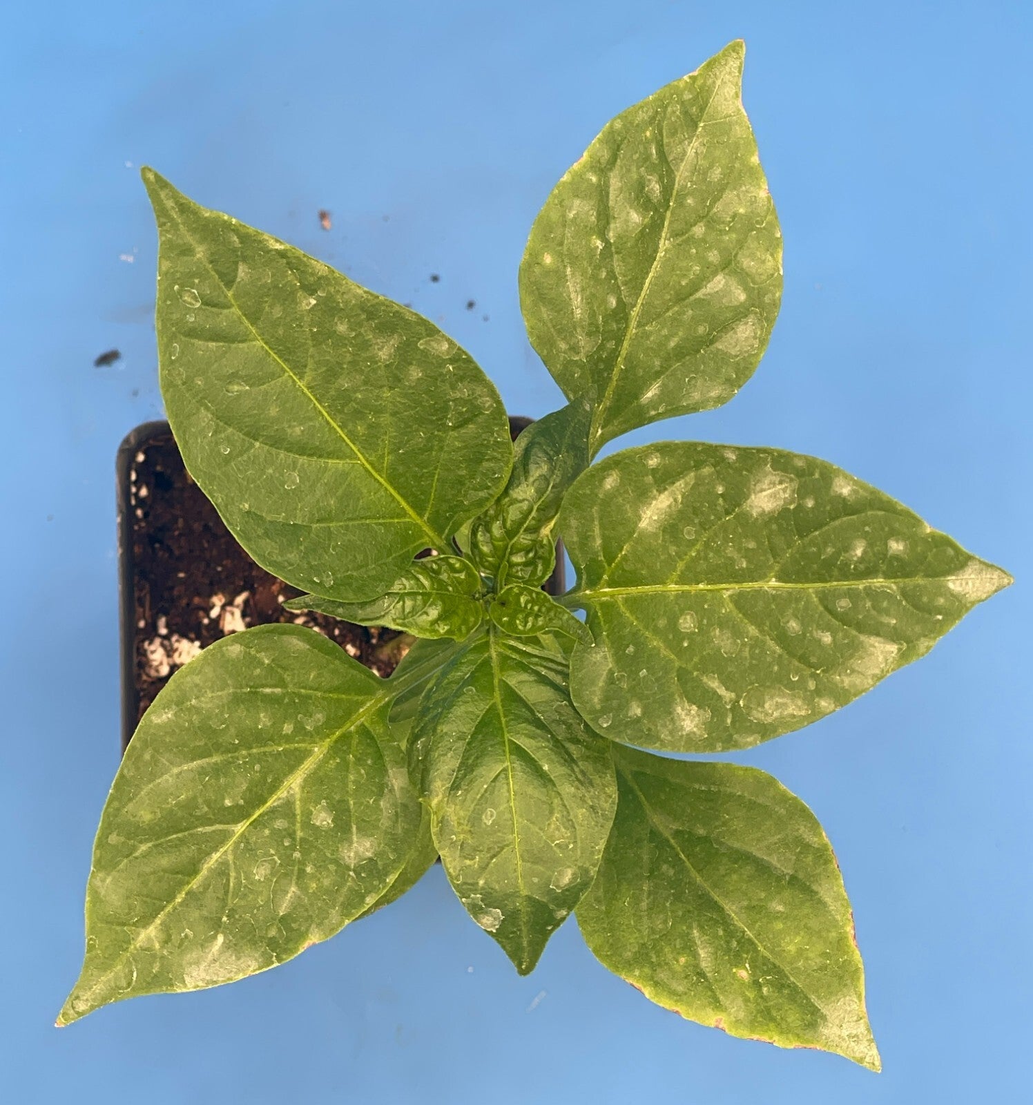 Big Jim Hatch Pepper Live 3" Starter Plant - Capsicum Annuum