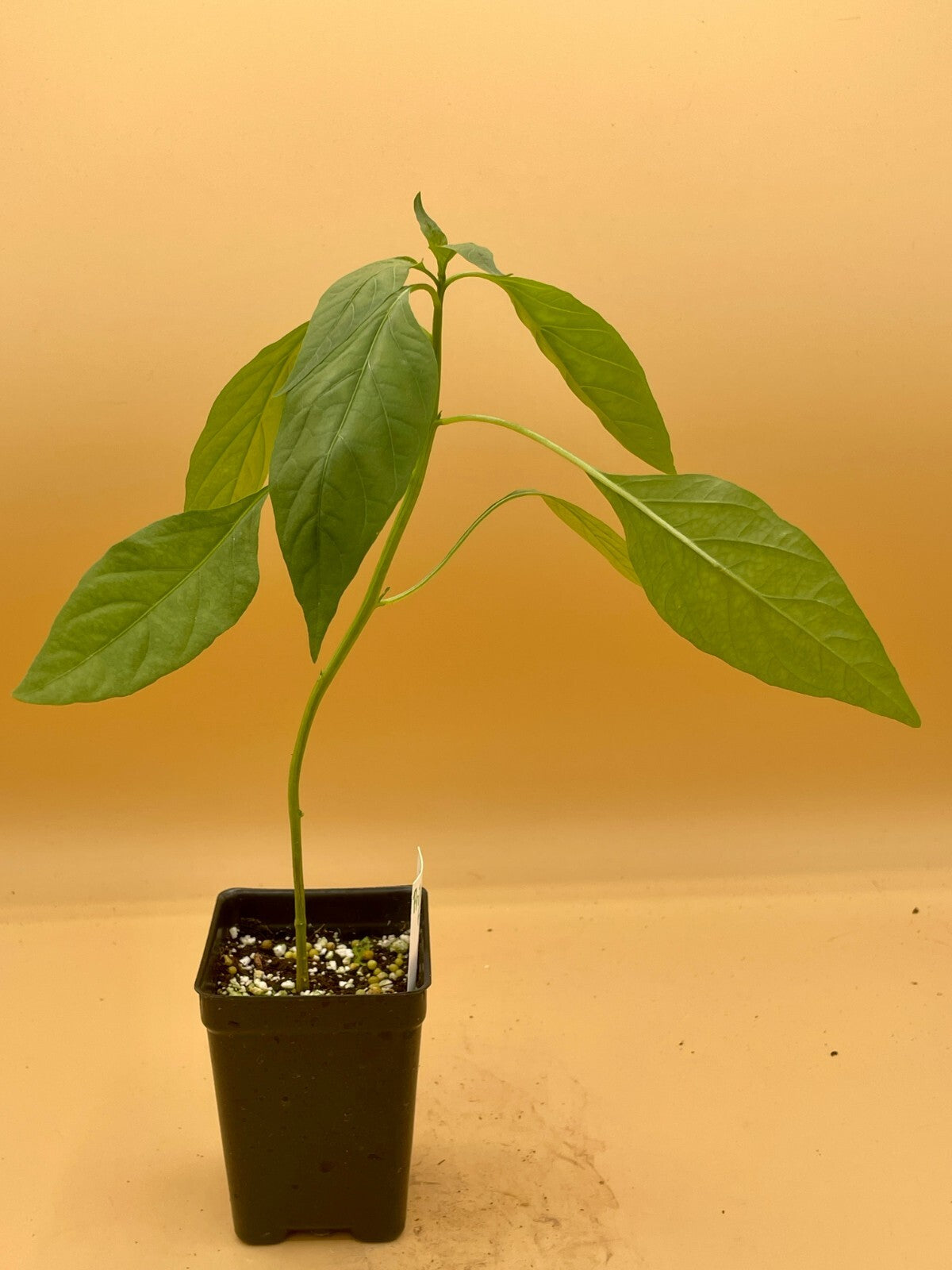 Prik Chi Faa Thai Pepper Live Plant 3" Starter Pot - Capsicum Annuum