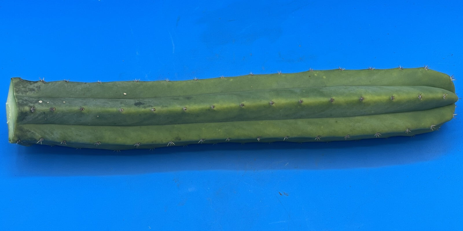 Cereus Cactus Cuttings - 12 Inches Minimum - Easy To Root! Cut To Order! 339
