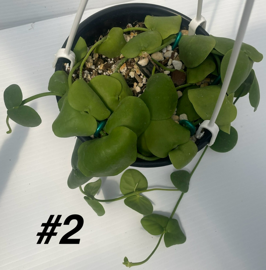 Dischidia Platyphylla - 6” Hanging Basket Pot - Super Healthy! (2)