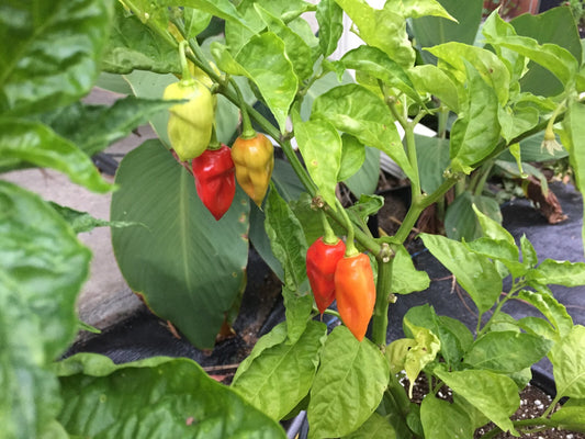 Sweet Datil Pepper Live 3" Starter Plant - Capsicum Chinense - Mild & Fruity!!!
