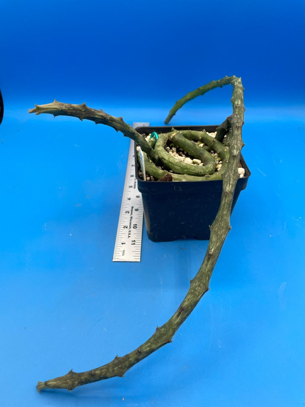 Ceropegia Stapeliformis in 4.5" Pot HUGE! Blooming Size! VERY RARE!