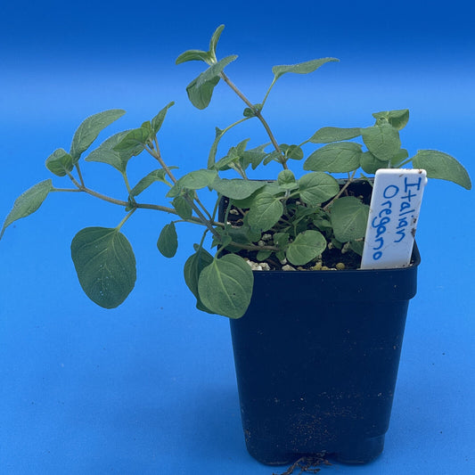 Italian Oregano Live Plant 3" Starter Pot - Origanum vulgare