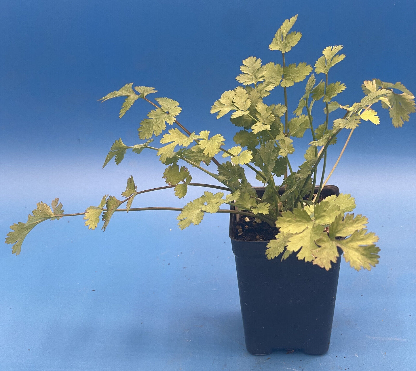Cilantro Calypso Live Plant 3" Starter Pot - Coriandrum Sativum - Slow To Bolt!