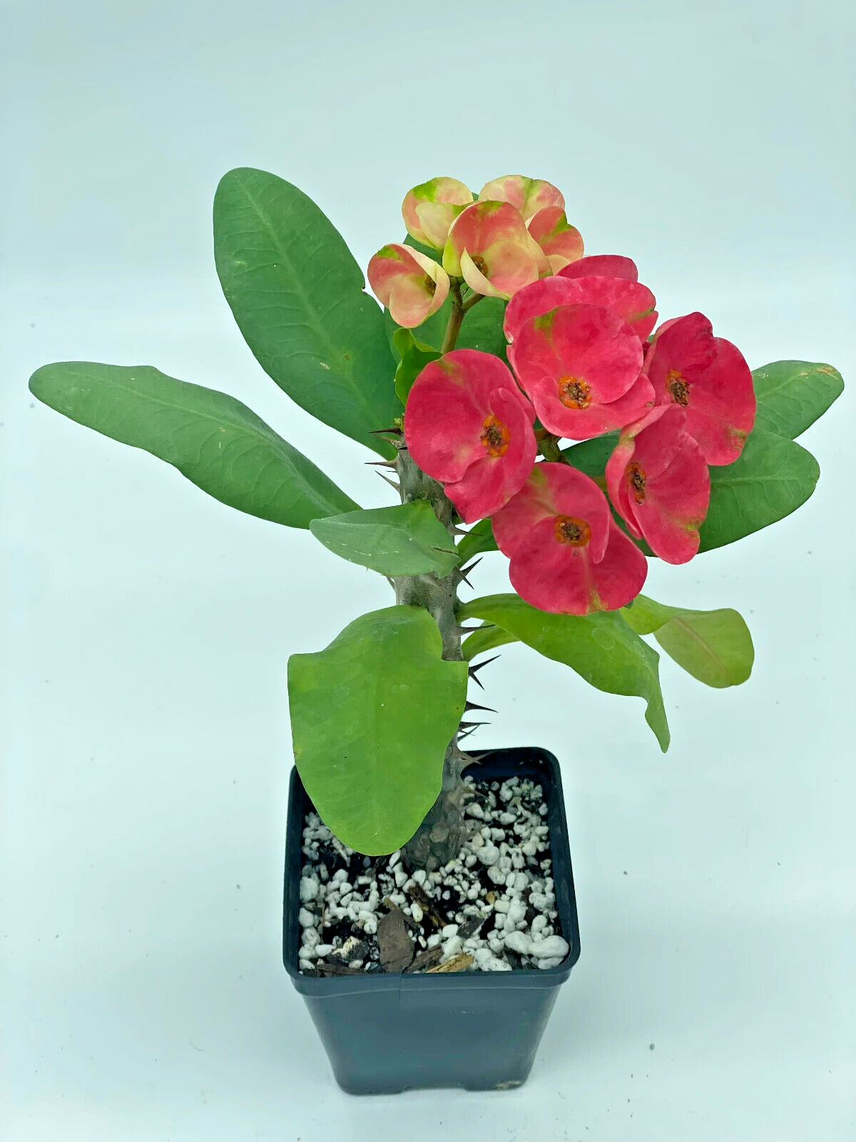 Crown Of Thorns Red Millionaire Korean Hybrid Euphorbia Milii Hybrid