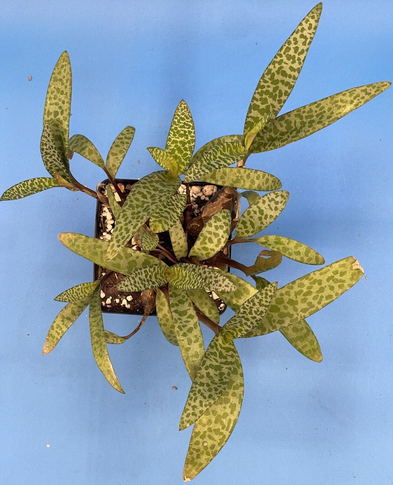 Silver Squill- Ledebouria socialis - Live Plant! Ships in 3.5 Inch Pot Shown!