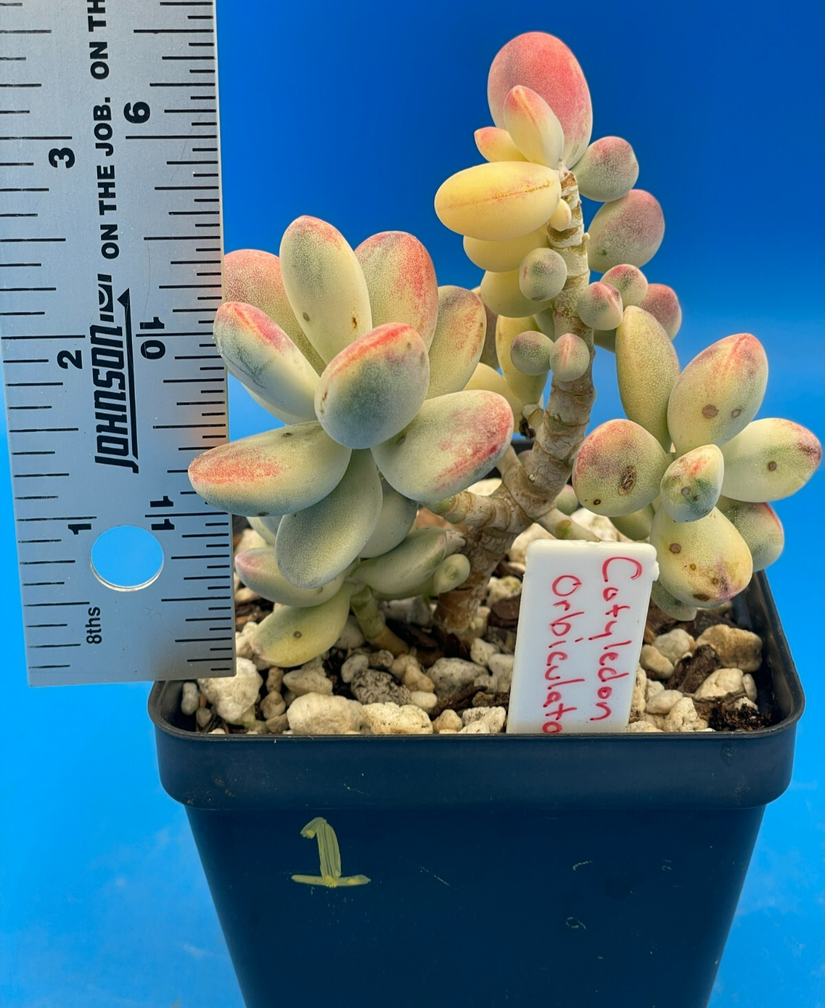 Cotyledon Orbiculata Var Oophylla f. Variegata! EXACT PLANT! Rare! 3.5" Pot (1)