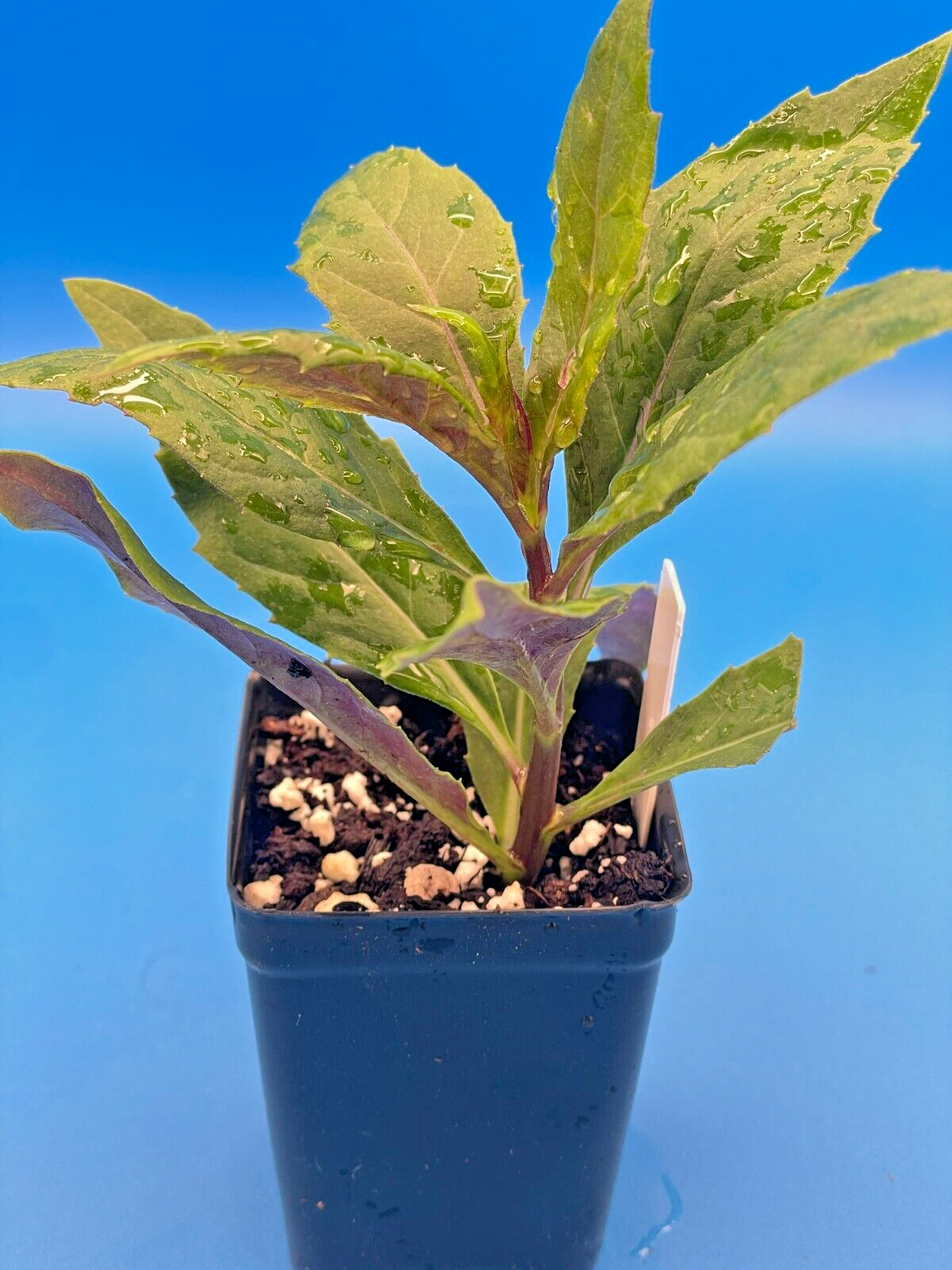 Okinawa Spinach Starter Plant - Gynura bicolor