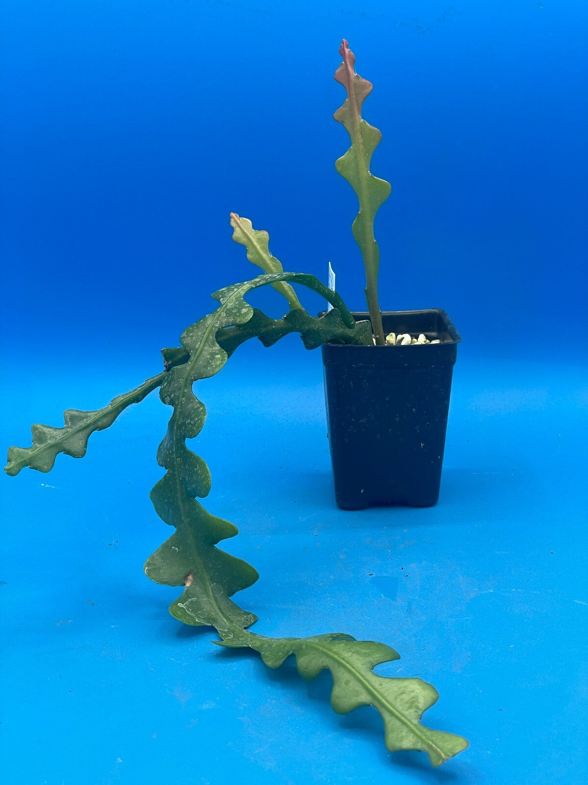 Epiphyllum Ric-Rac - Epiphyllum Anguliger - Fully Rooted In 3" Starter Pot