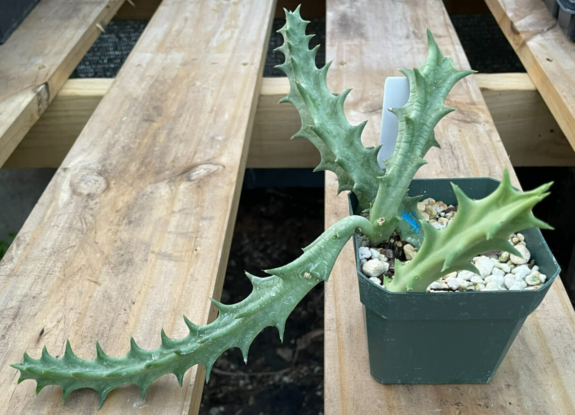 Orbea Lutea Var. Vaga EXTRA LARGE SIZE! In 3.5" Pot WELL ROOTED! (1)