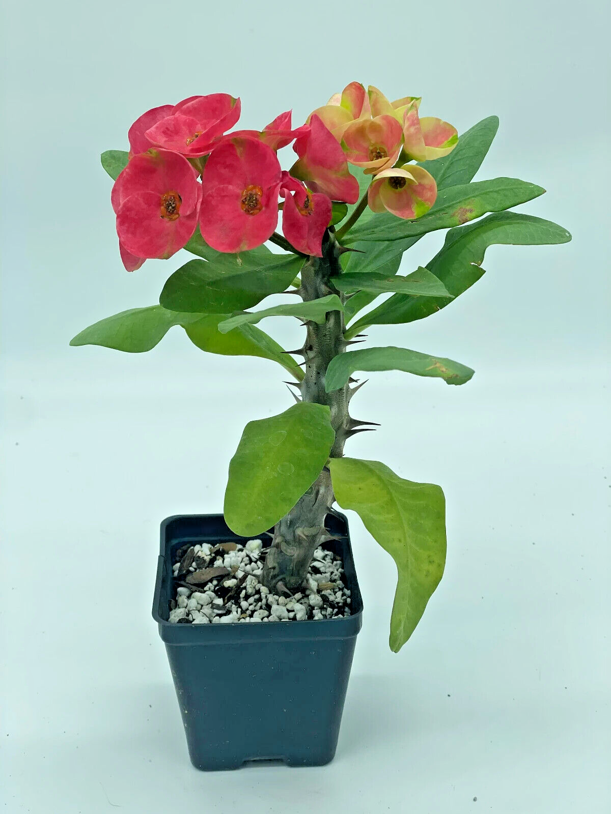 Crown Of Thorns Red Millionaire Korean Hybrid Euphorbia Milii Hybrid