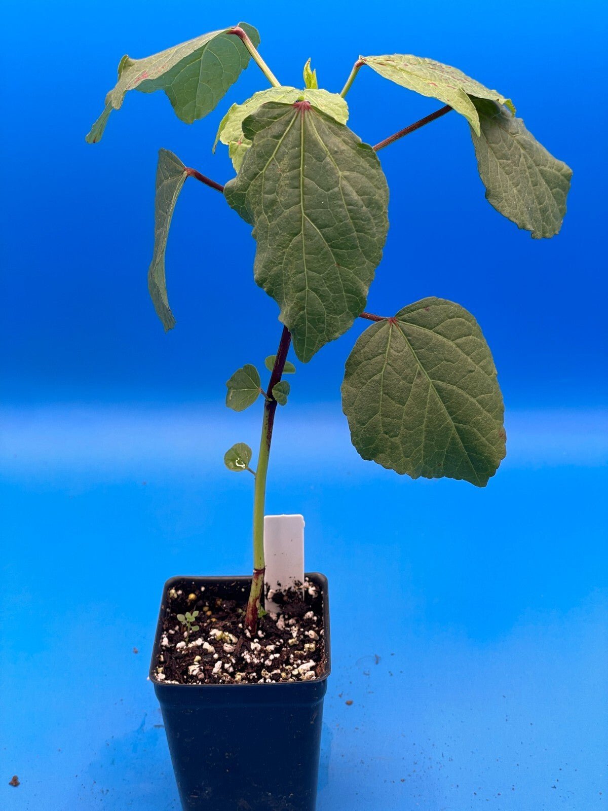 Hibiscus, Roselle Live Plant 3" Starter Pot - Hibiscus sabdariffa - Tea Anyone?!