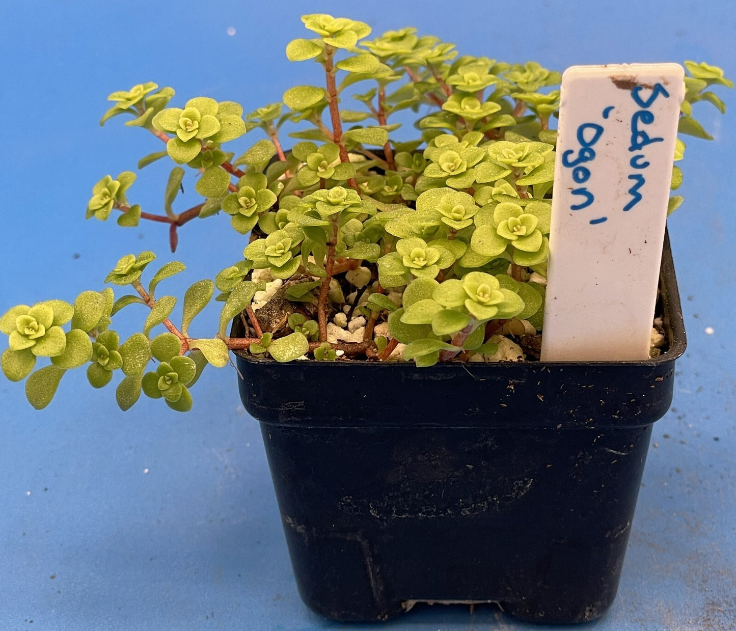 Sedum Ogon - Ships in 3” pot - Rock Gardens, Hanging Baskets, Ground Cover