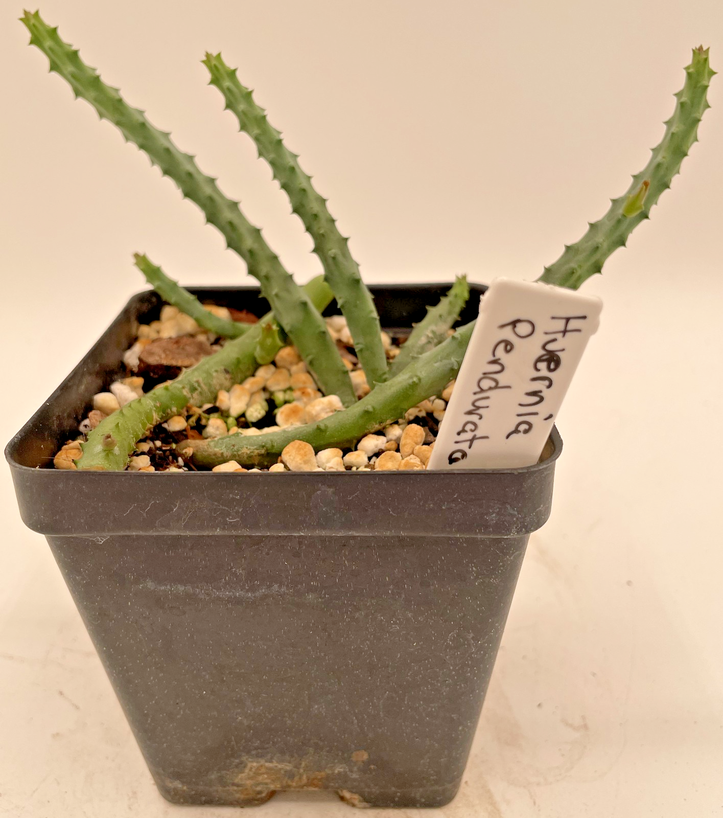 Huernia pendurata ROOTED And Growing In 3.5" Pot - Much Bigger Than A Cutting!