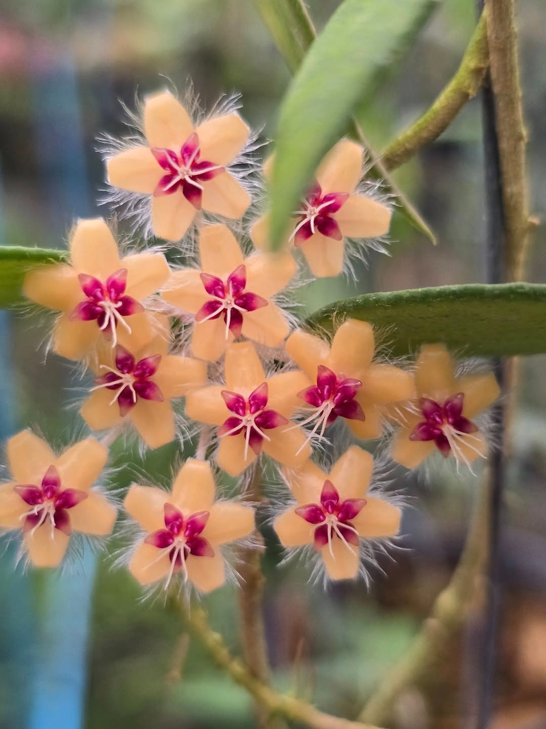 Hoya flagellata 'Gold' Rooted In 3.5" pot - Multiple Nodes and Leaves!