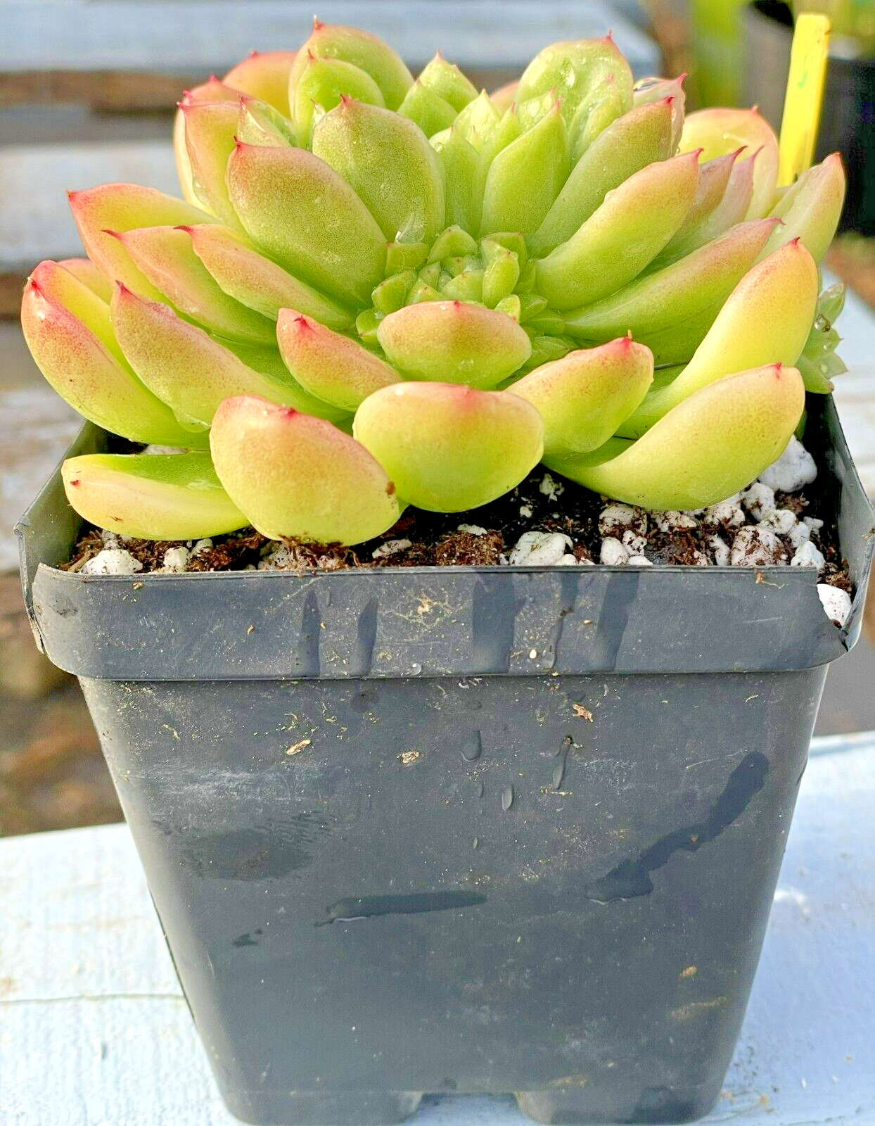 Echeveria Lucidum 'Roman' - Hens And Chicks - Makes Pups! Grown in 3.5” pot