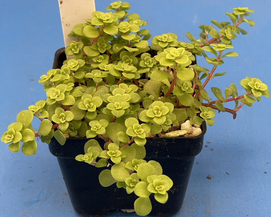 Sedum Ogon - Ships in 3” pot - Rock Gardens, Hanging Baskets, Ground Cover