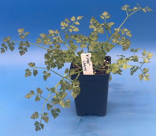 Plain Chervil Live Plant 3" Starter Pot - Anthriscus cerefolium