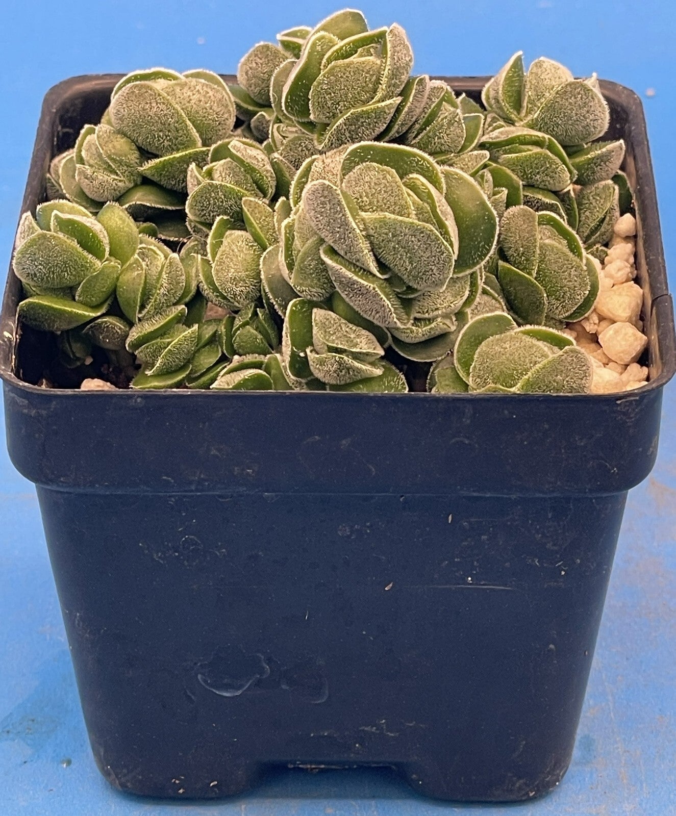 Crassula Pangolin RARE Crassula Hybrid - Ships in 3” pot