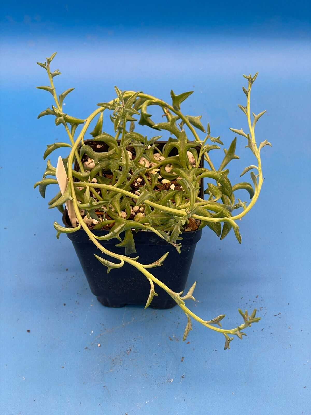 String of Dolphins - Senecio Peregrinus - Ships in 3.5” Pot