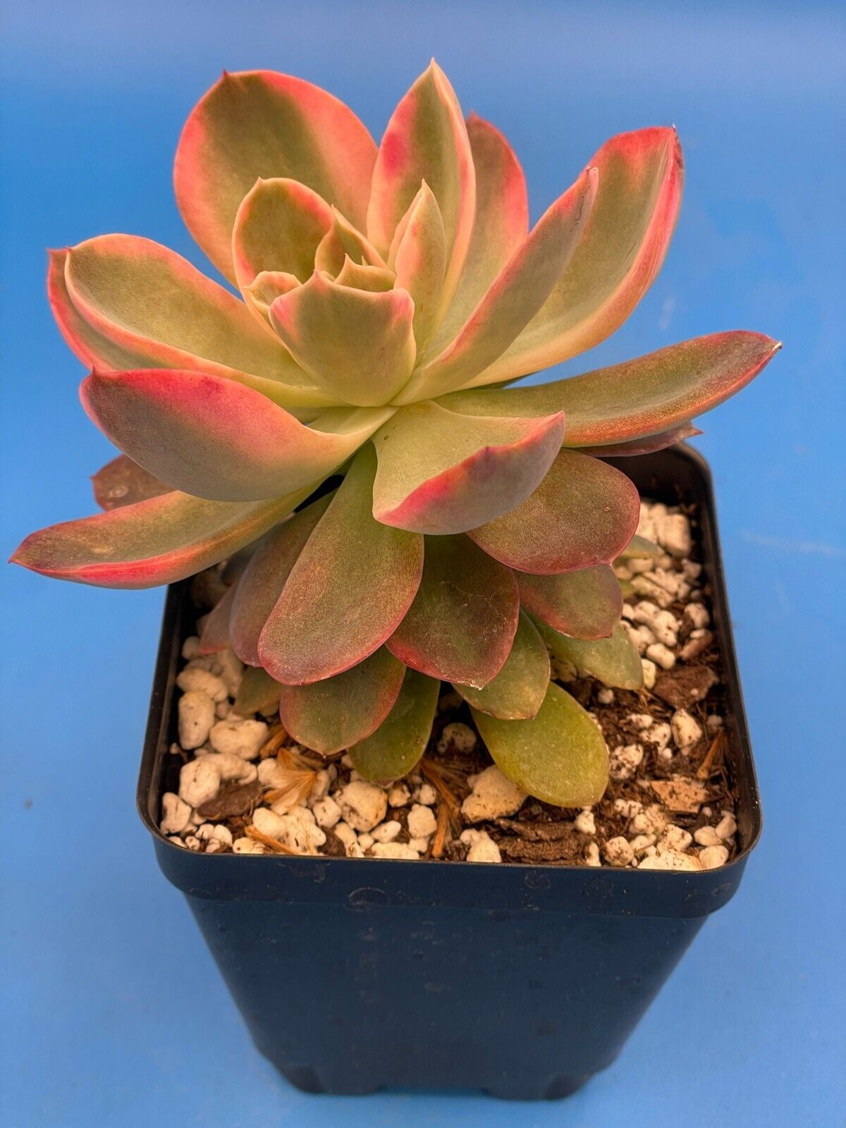 Echeveria Pink Vera Variegated- Hens And Chicks - Makes Pups! 3.5” pot