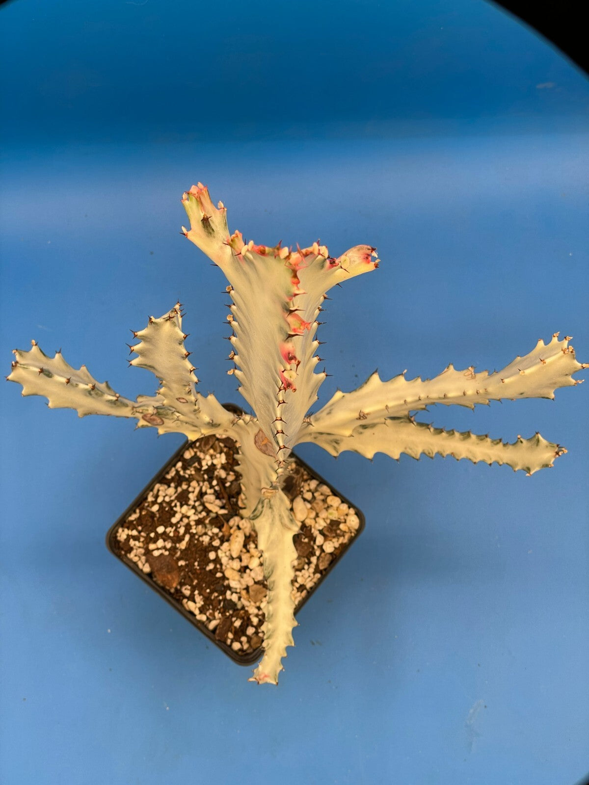 White Ghost Cactus Euphorbia Lactea 4.5" Super Healthy! The Four Armed Freak !-)