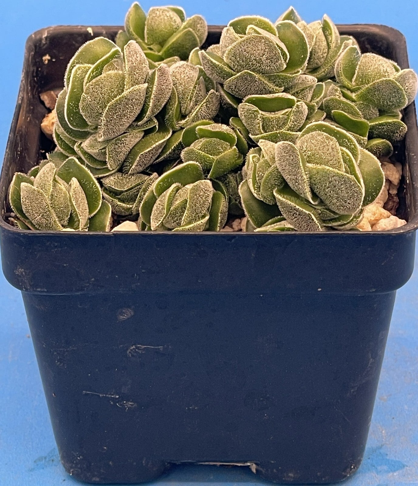 Crassula Pangolin RARE Crassula Hybrid - Ships in 3” pot