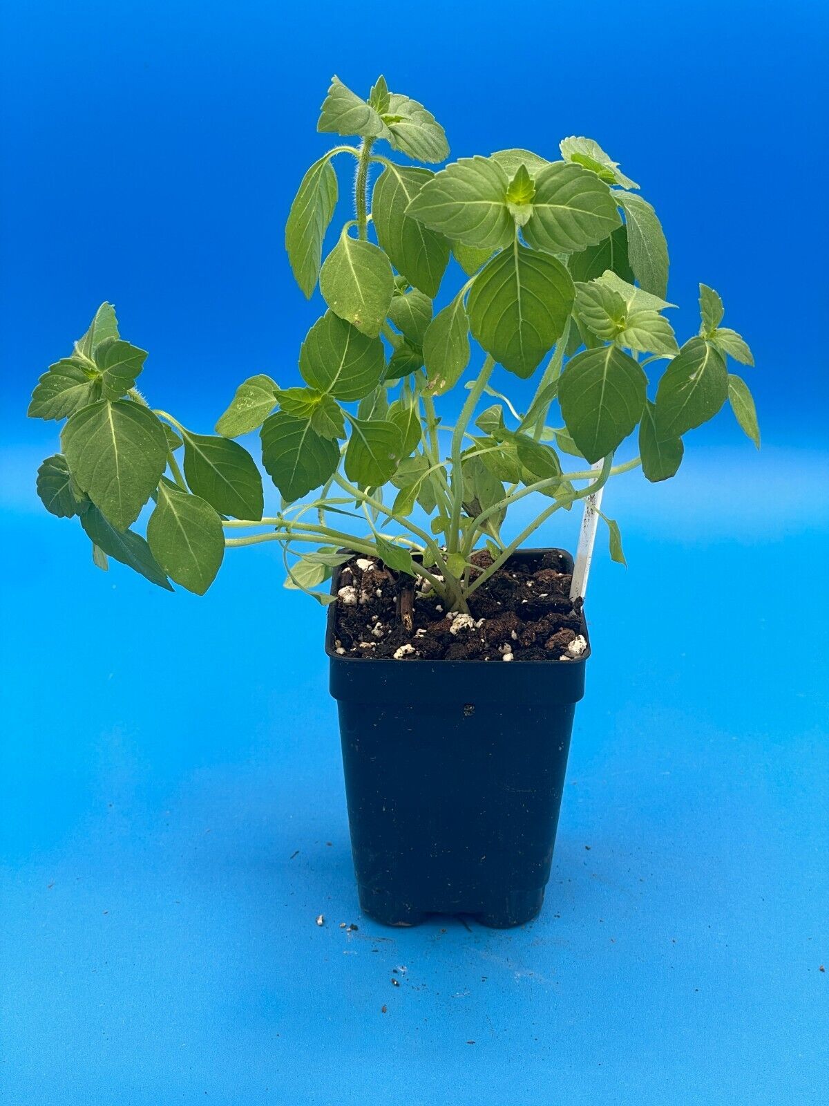 Temperate Tulsi Starter Plant - Kapoor Tulsi - Ocimum Sp - Awesome Fruity Aroma!
