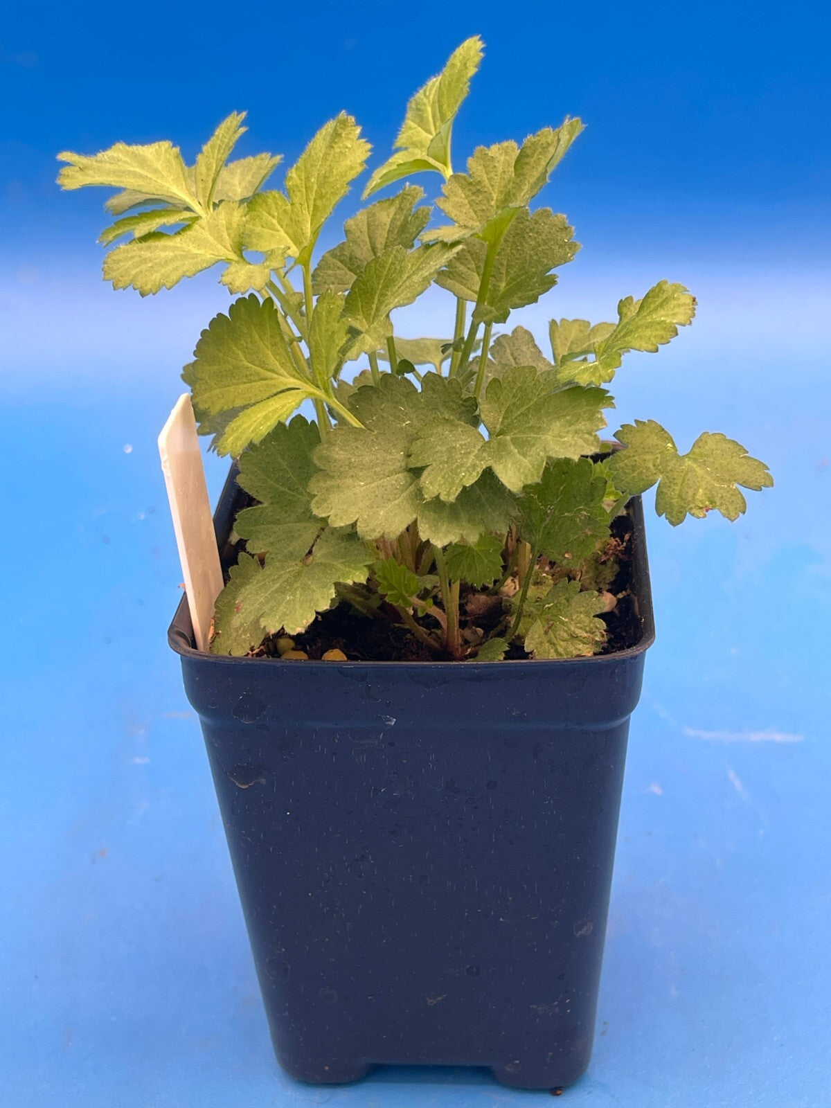 Wood Avens Live Plant 3" Starter Pot - Herb Bennet - Geum Urbanum - Hard to Find