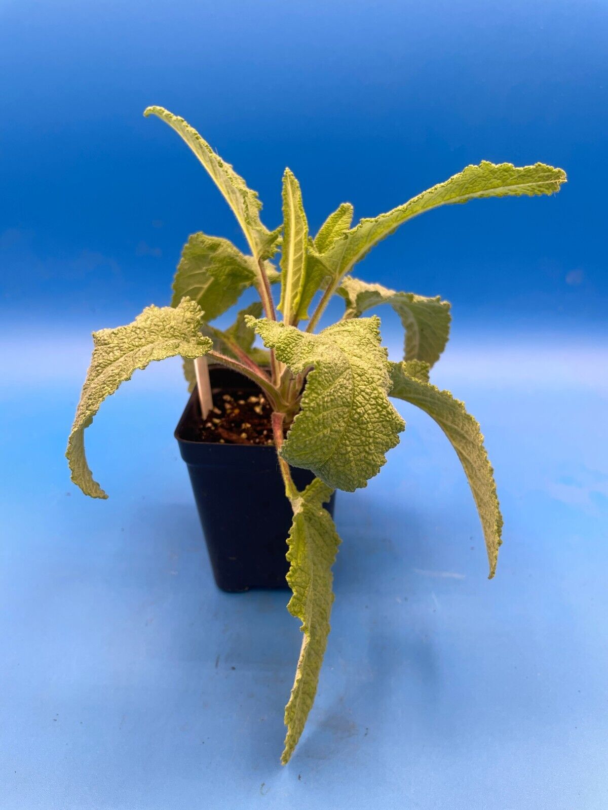 Pitcher Sage Starter Plant - Salvia spathacea -Amazing Pollinator Plant!