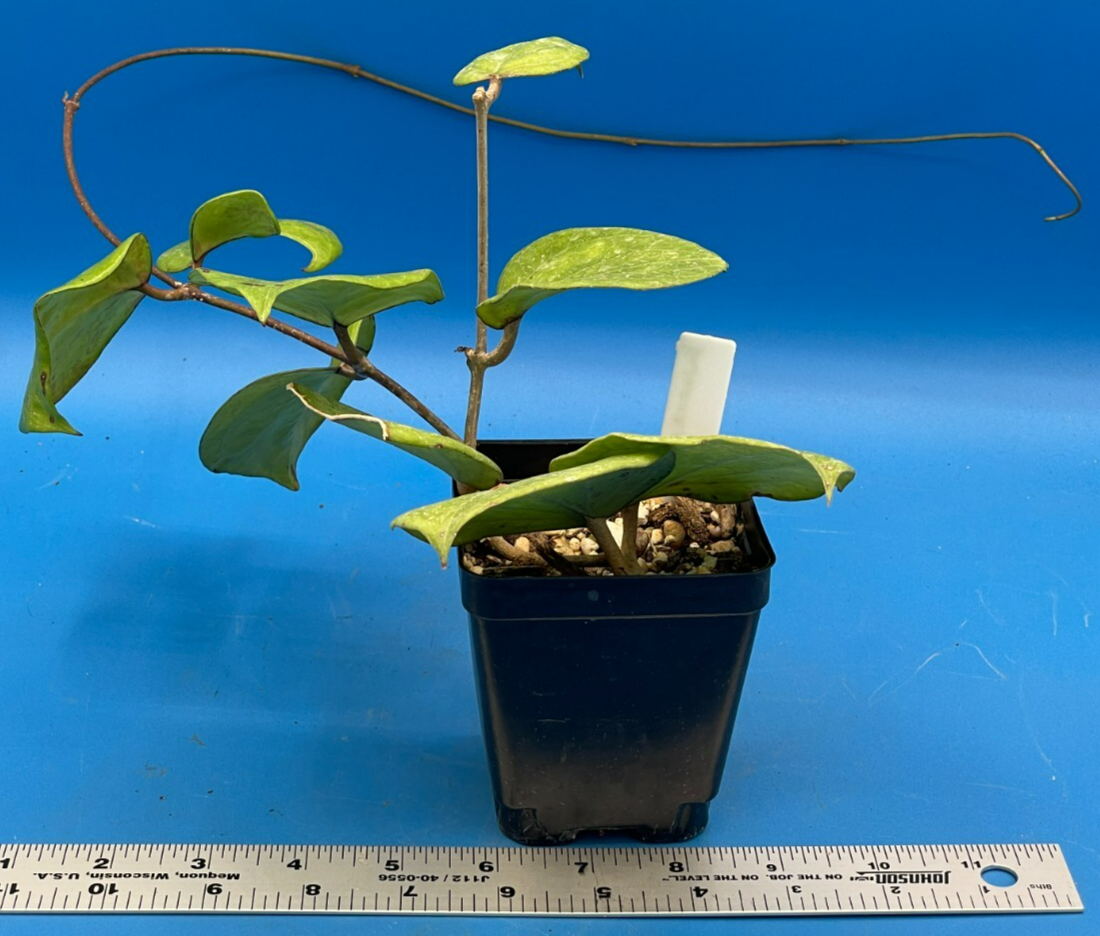 Hoya Balaensis Fully Rooted - Rare Hoyas XL Super Healthy! Grown In 3.5" pot (1)