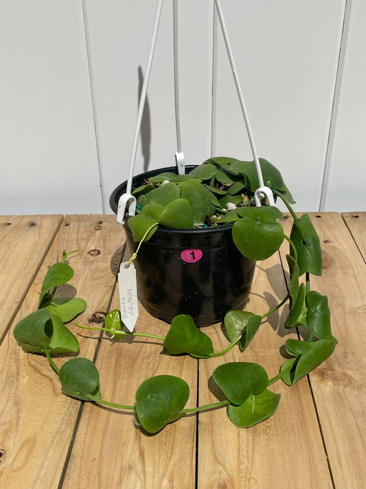 Dischidia Platyphylla - 6” Hanging Basket Pot- Super Healthy!! (1)