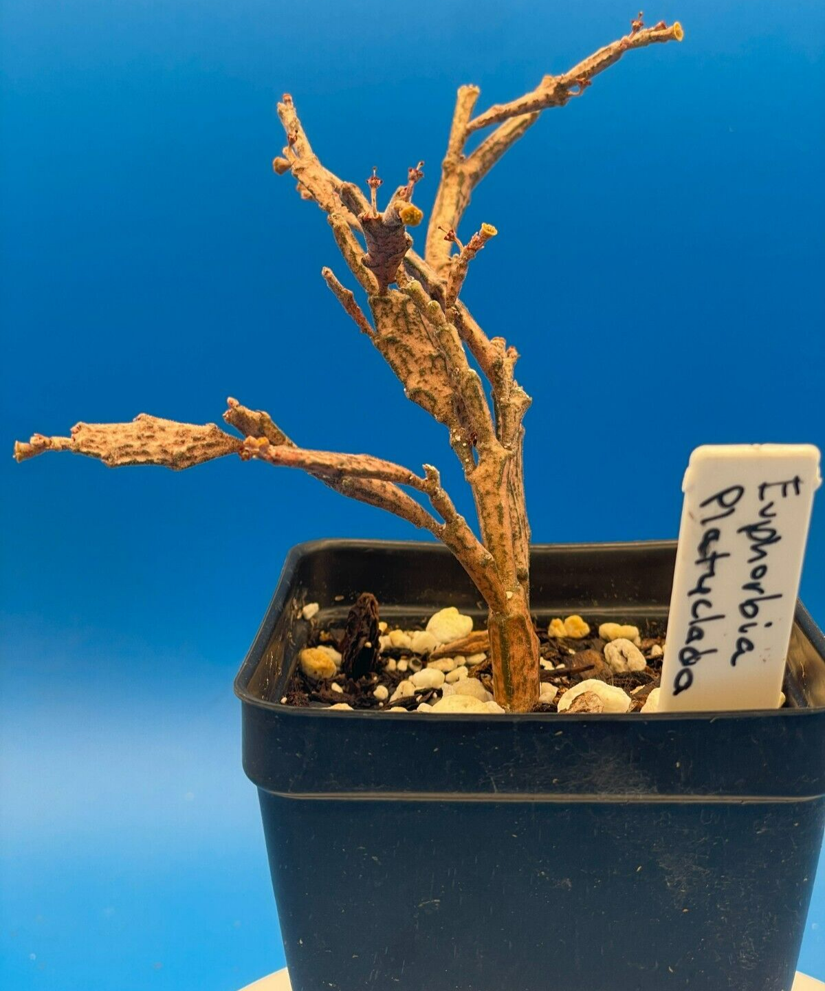 Euphorbia Platyclada Live Plant 3.5" Pot - Zombie Plant - Haunted Tree Euphorbia
