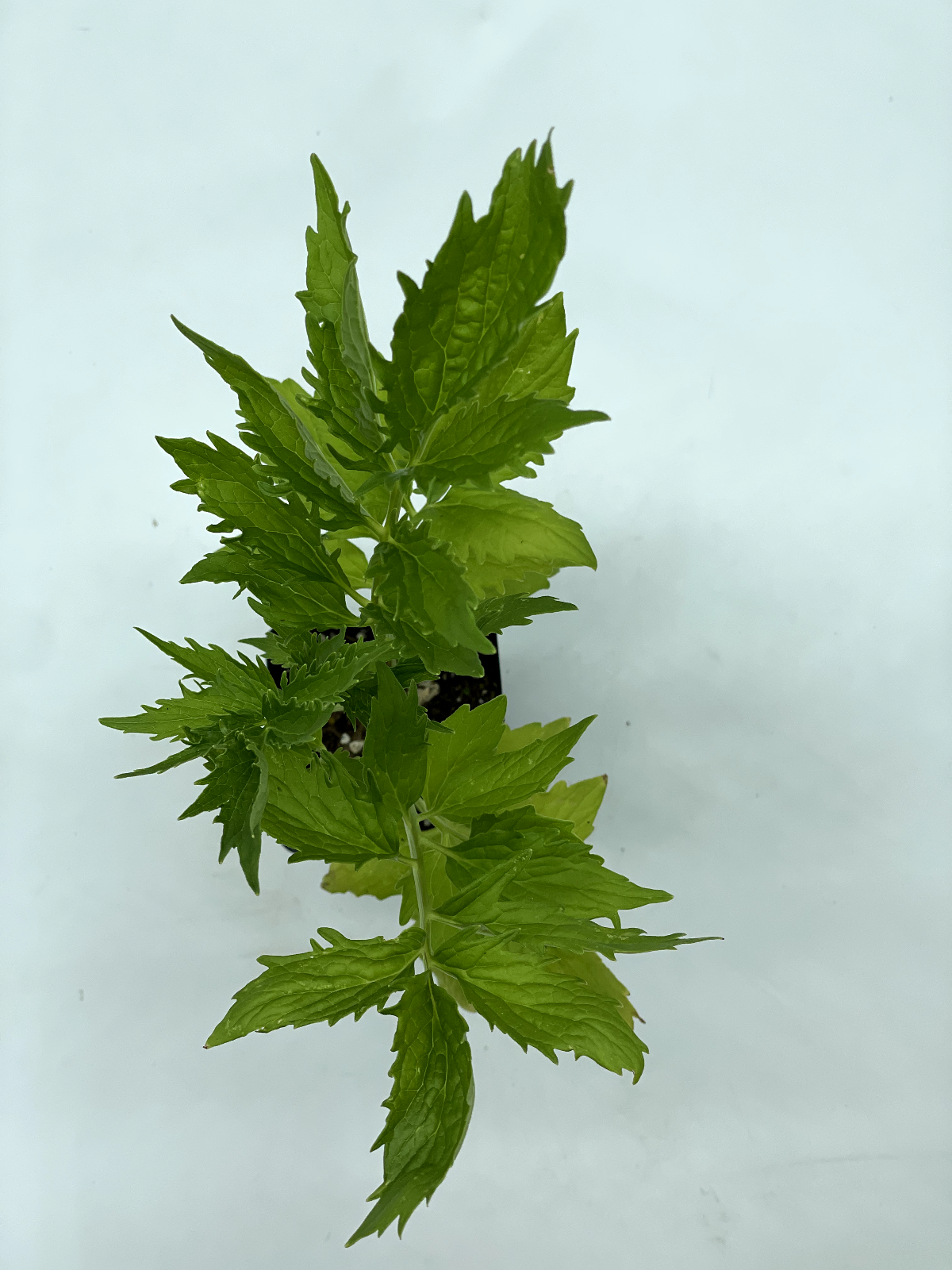 Valerian 3" Live Starter Plant - Valeriana officinalis - Cats and Naps!