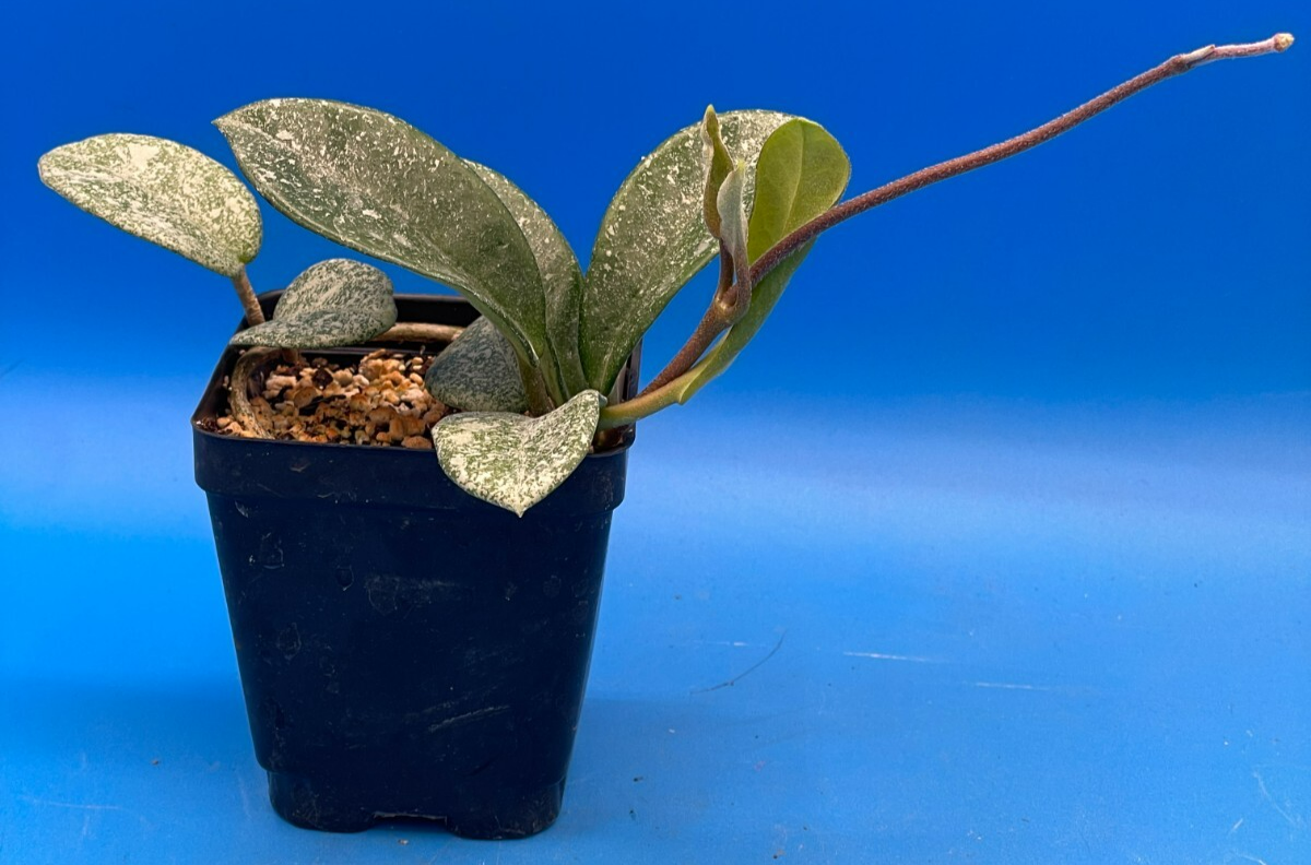 Hoya Carnosa ' Nova Ghost ' - 3.5 Inch Pot Super Healthy and Fully Rooted! (4)