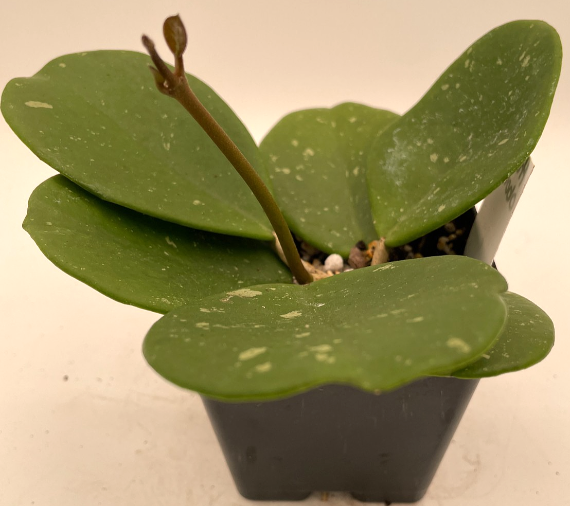Hoya obovata Splash Leaves Fully Rooted Grown In 3.5" pot - Very Healthy!