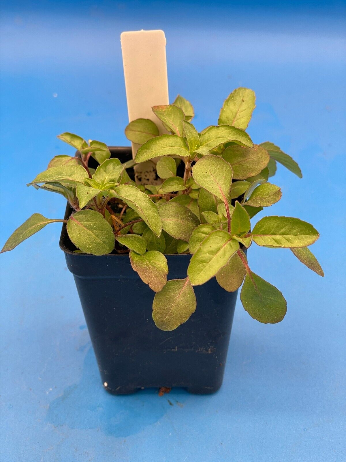 Lemon Beebalm/ Bergamot Starter 3" Plant - Monarda Citriodora