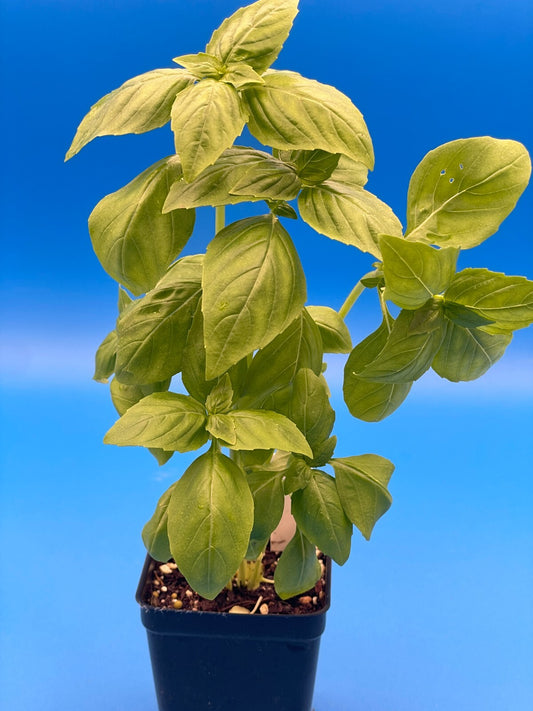 Basil, Sweet 'Prospera' -Live Plant 3" Starter Pot - Ocimum basilicum ‘Prospera'