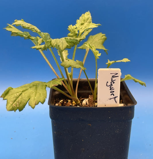 Mugwort 3" Live Starter Plant - Artemisia vulgaris